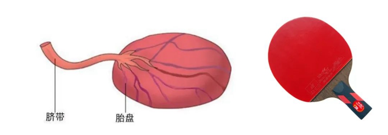 C:\Users\admin\Desktop\20230203帆状胎盘血管前置\640 (3).jpg